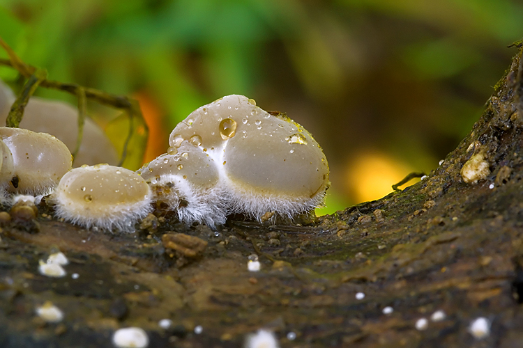 Auricularia mesenterica (primordi)