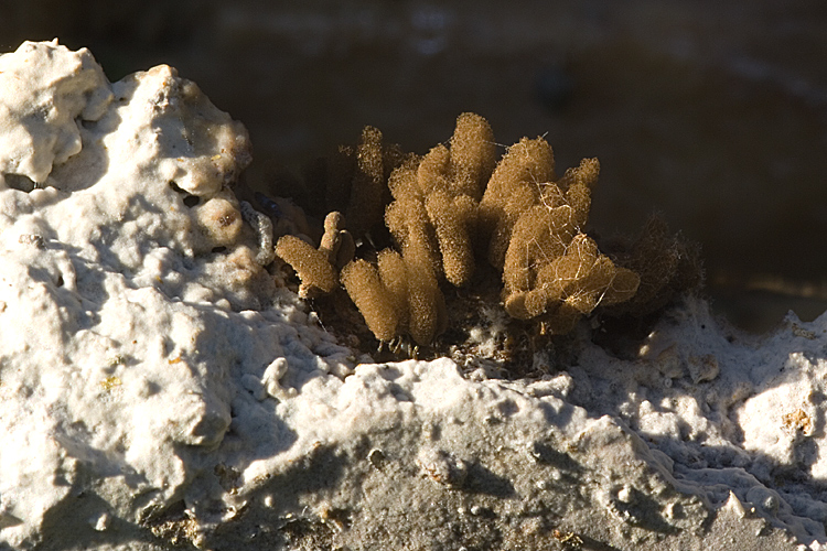 Arcyria sp.?