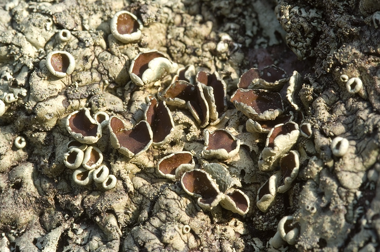 Lobaria sp?