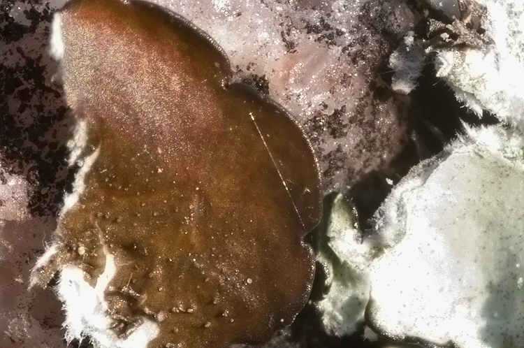 Lobaria sp?
