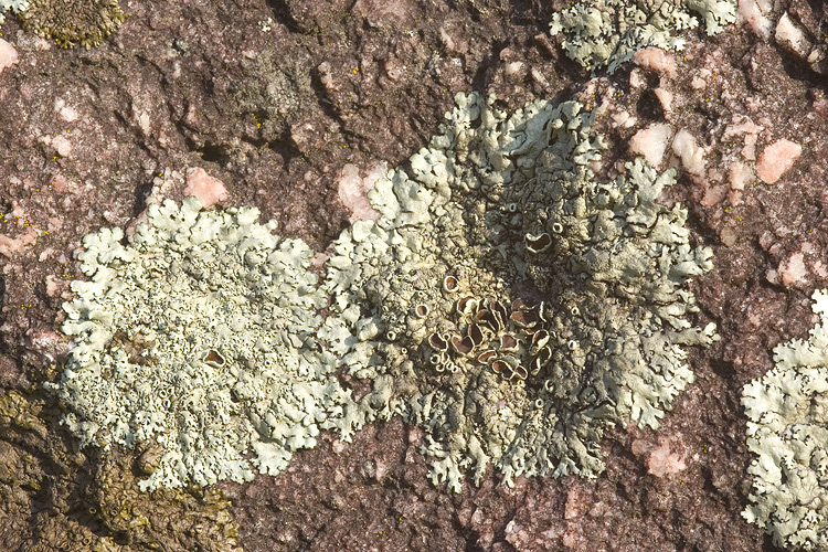 Lobaria sp?