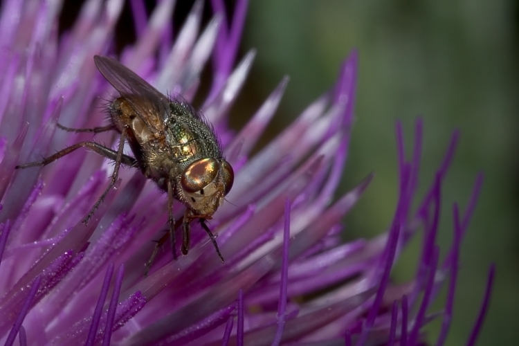 Rhyncomya sp. (Calliphoridae)