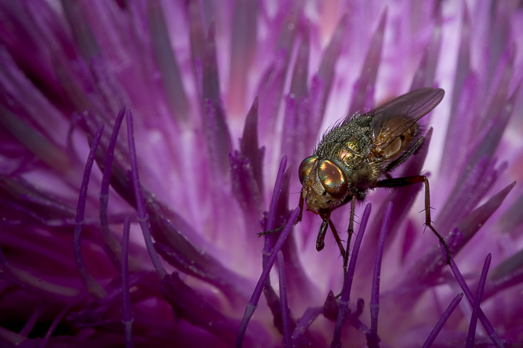 Rhyncomya sp. (Calliphoridae)