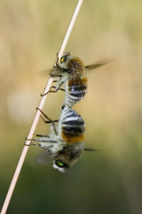 Fallenia cfr. fasciata M e F (Nemestrinidae)