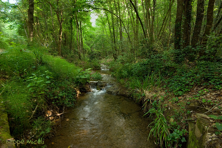Maremma grossetana: larve di Salamandrina perspicillata