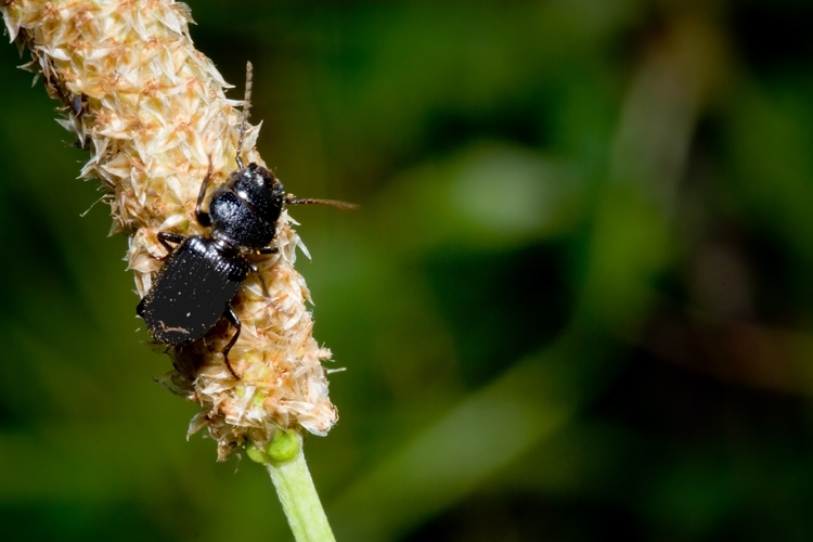 Carabidae - Ditomus clypeatus