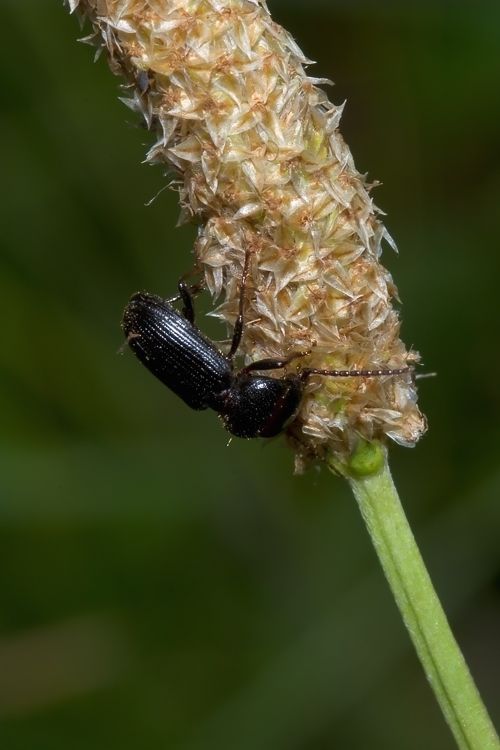 Carabidae - Ditomus clypeatus