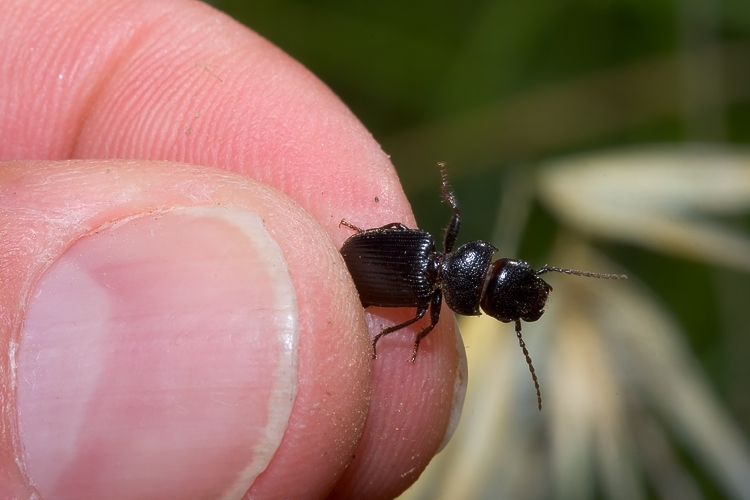 Carabidae - Ditomus clypeatus