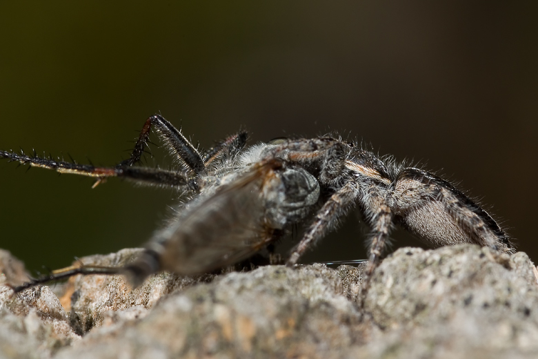 Menemerus sp.