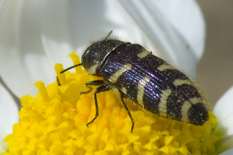 Acmaeoderella flavofasciata  ?