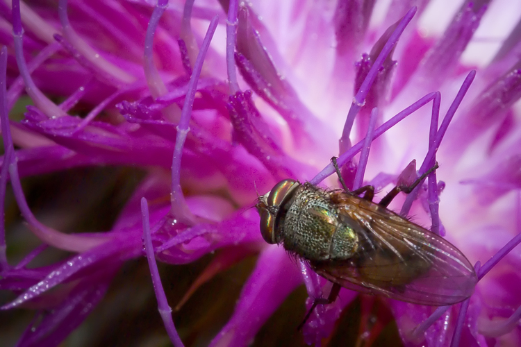 Rhyncomya sp. (Calliphoridae)