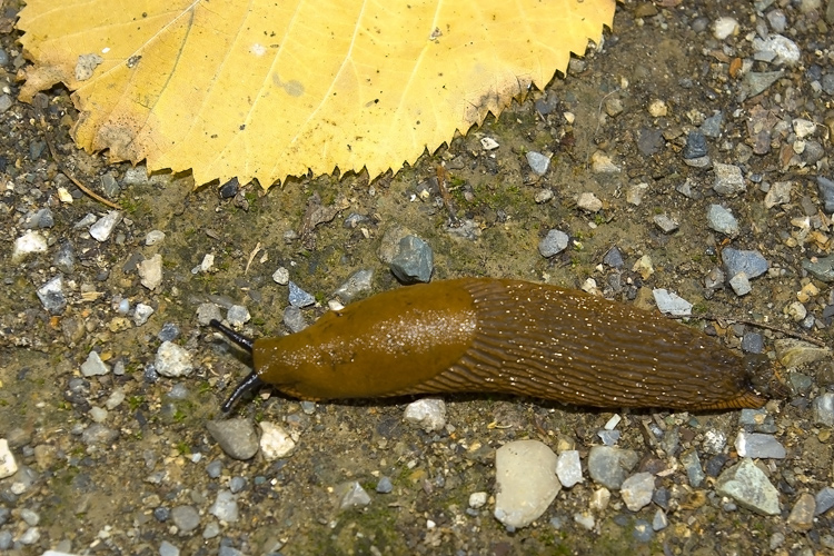 Limax da det. (Arion sp.)