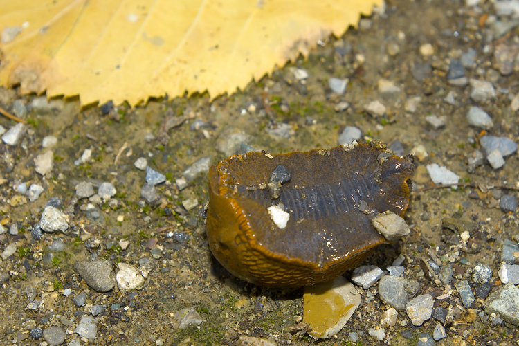 Limax da det. (Arion sp.)