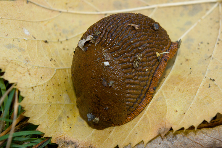 Limax da det. (Arion sp.)