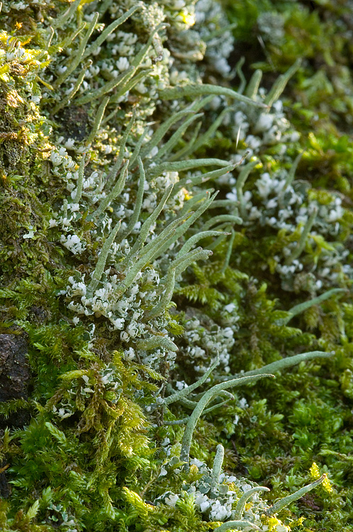 Cladonia coniocraea ?