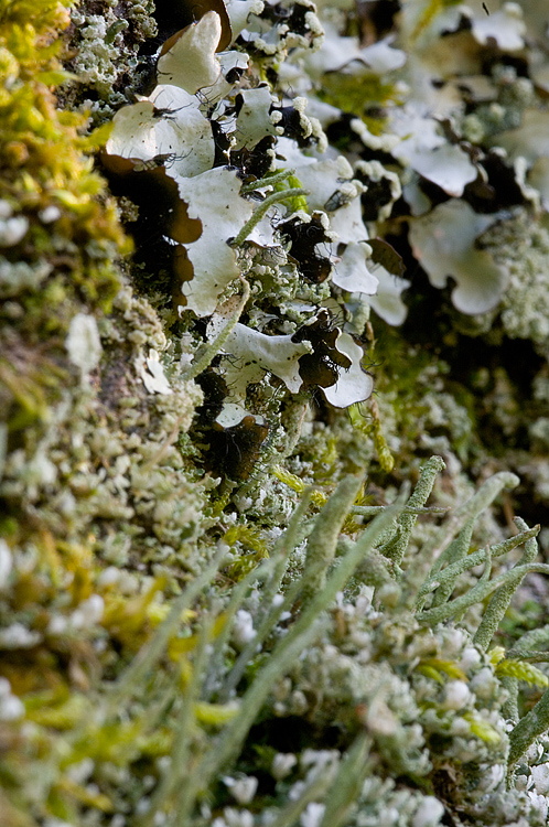 Cladonia coniocraea ?