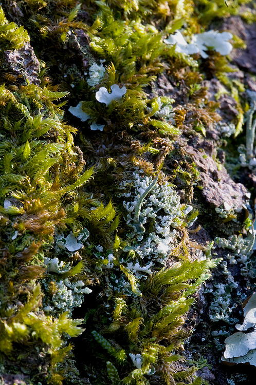 Cladonia coniocraea ?