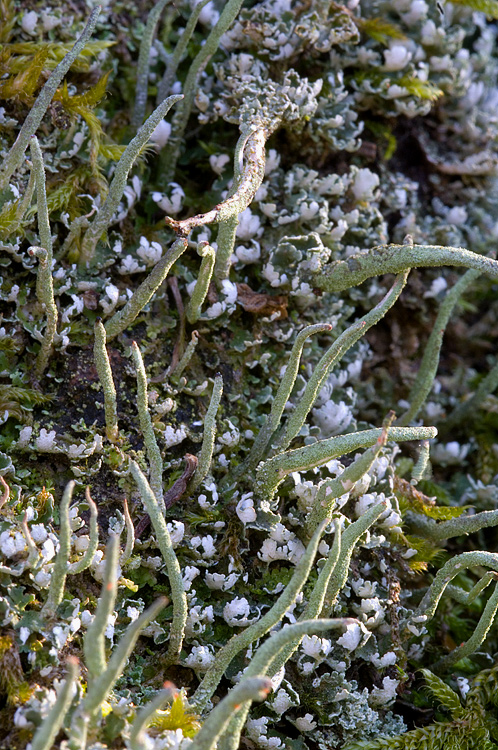 Cladonia coniocraea ?