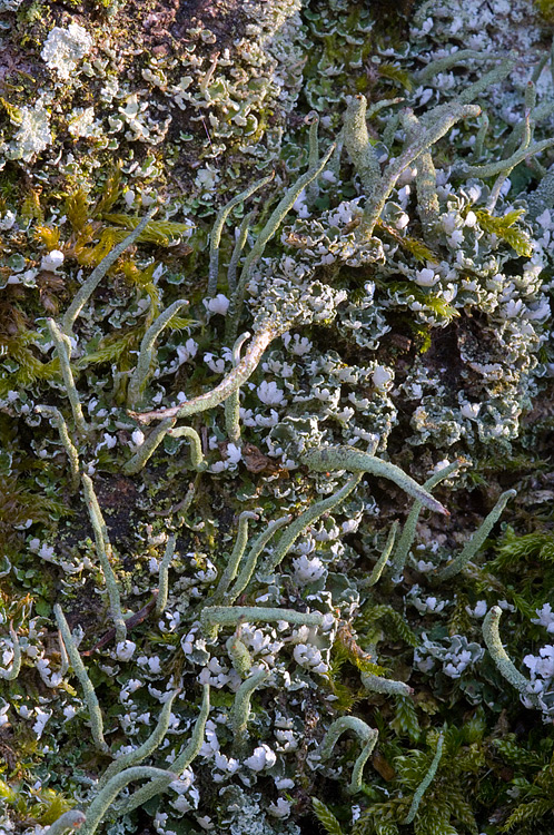 Cladonia coniocraea ?
