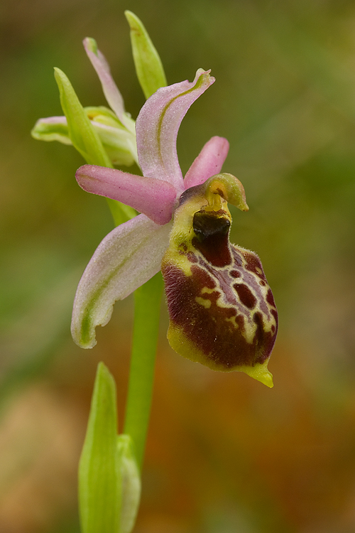 Ophrys exaltata subsp. tyrrhena