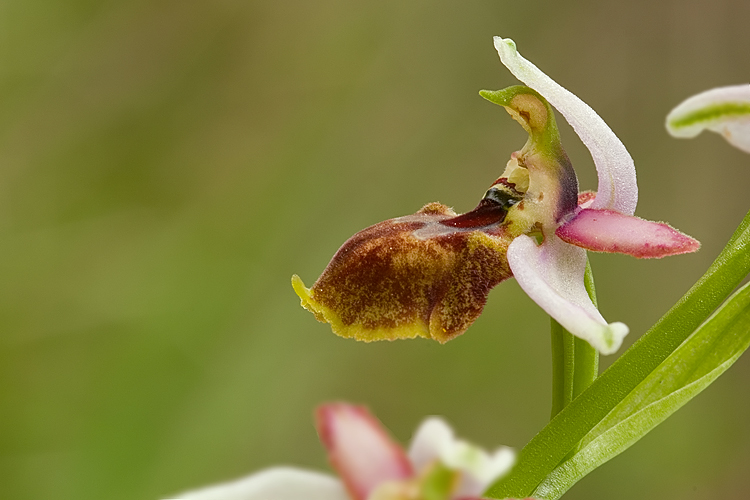 Ophrys exaltata subsp. tyrrhena