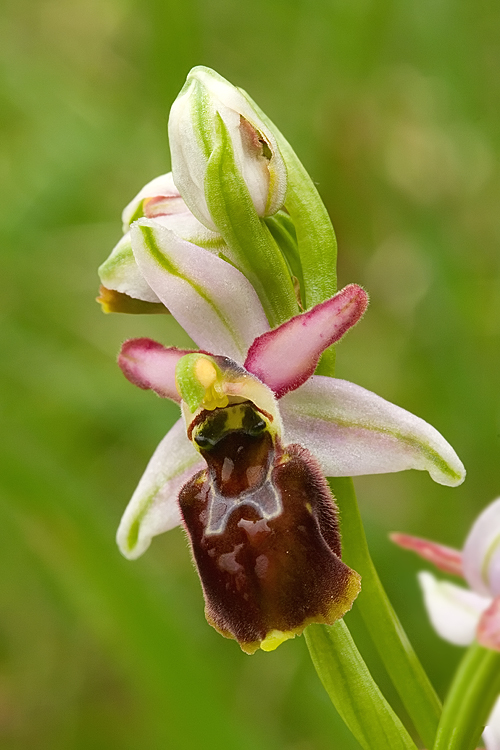 Ophrys exaltata subsp. tyrrhena