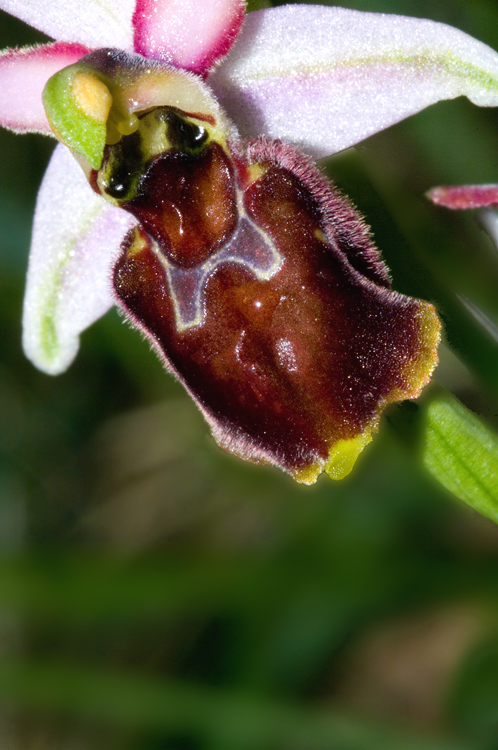 Ophrys exaltata subsp. tyrrhena