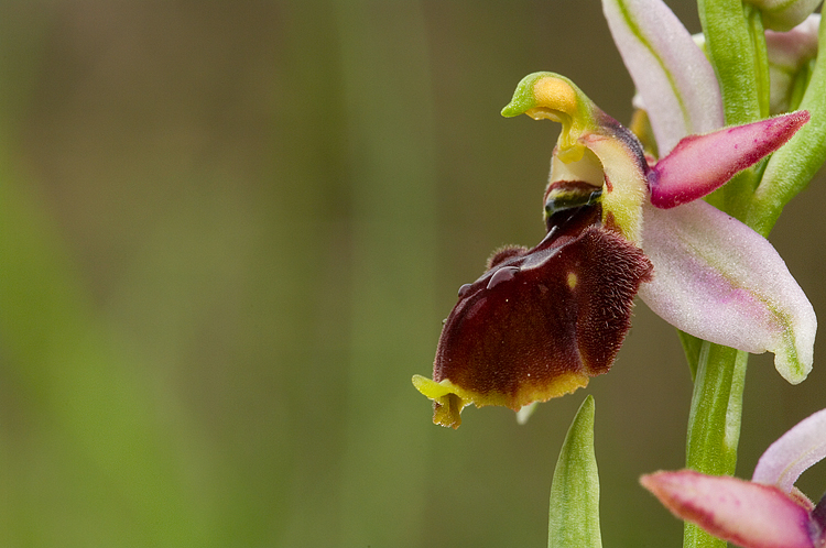Ophrys exaltata subsp. tyrrhena