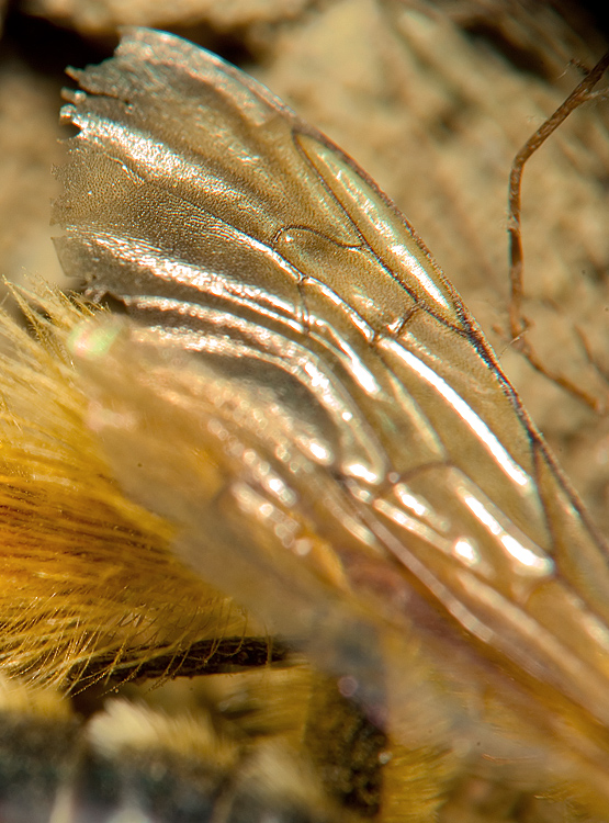 Sarcophagidae gen?
