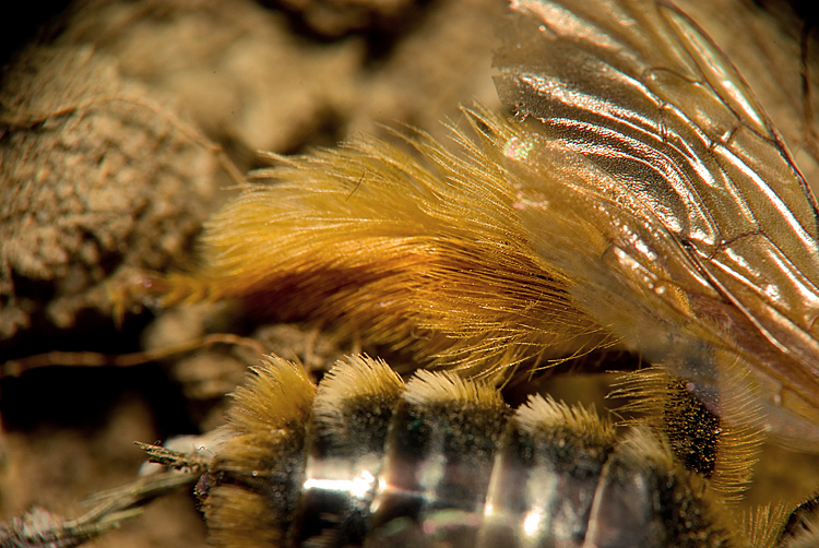 Sarcophagidae gen?