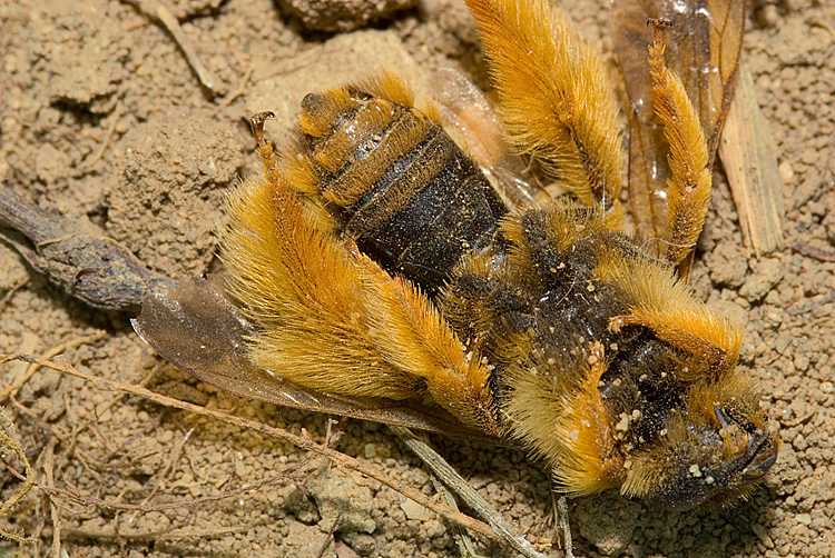 Sarcophagidae gen?