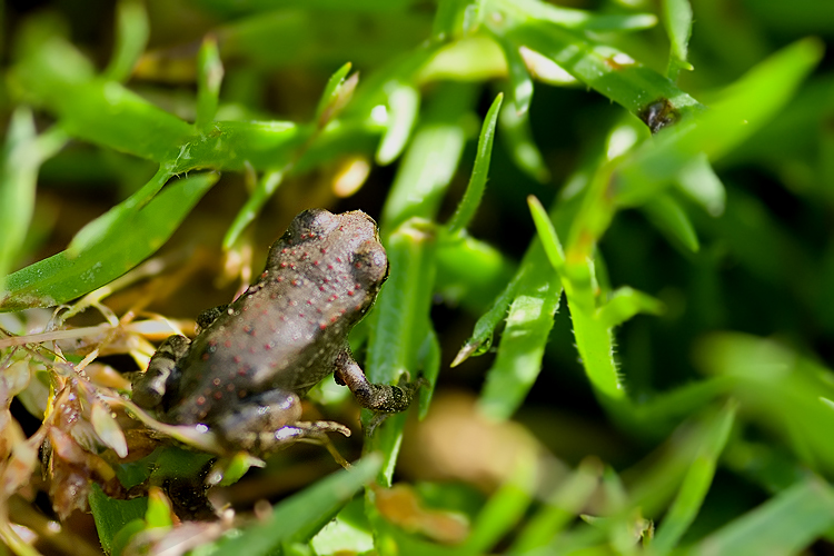 crisi Bufo bufo nel fiorentino