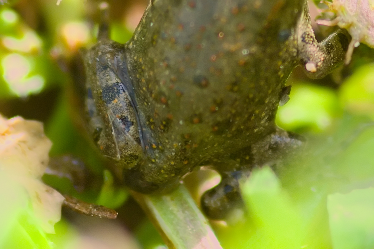 crisi Bufo bufo nel fiorentino