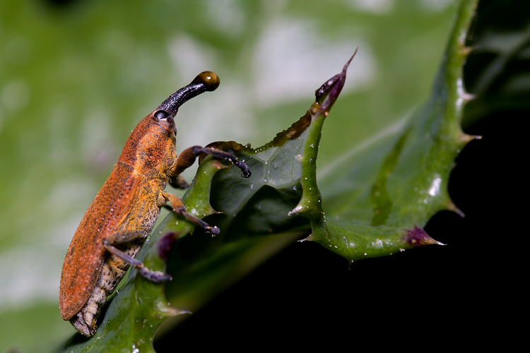 Lixus sp.