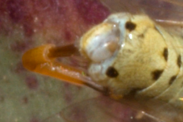 (Tephritidae) Terellia fuscicornis