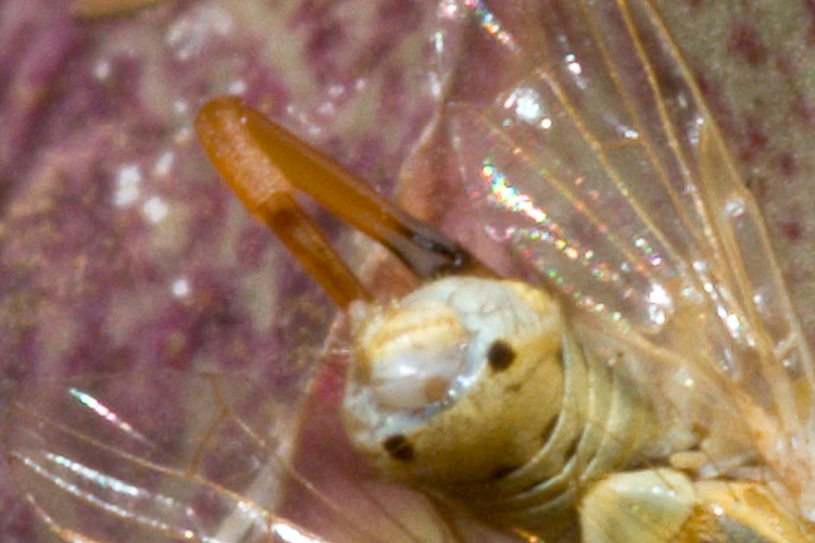 (Tephritidae) Terellia fuscicornis
