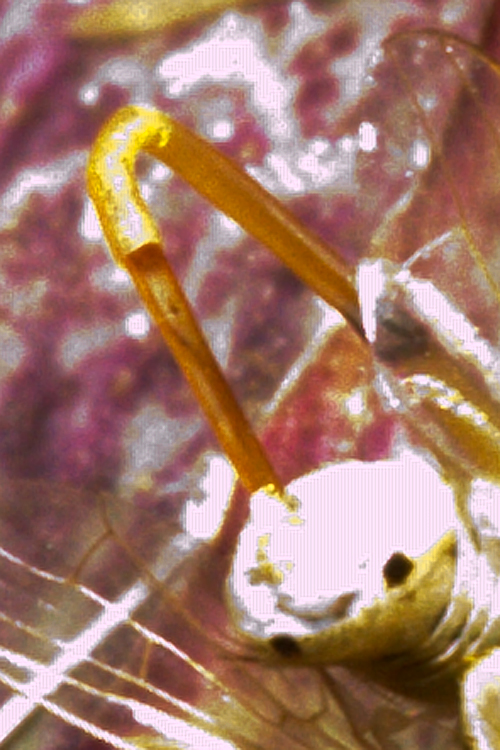 (Tephritidae) Terellia fuscicornis
