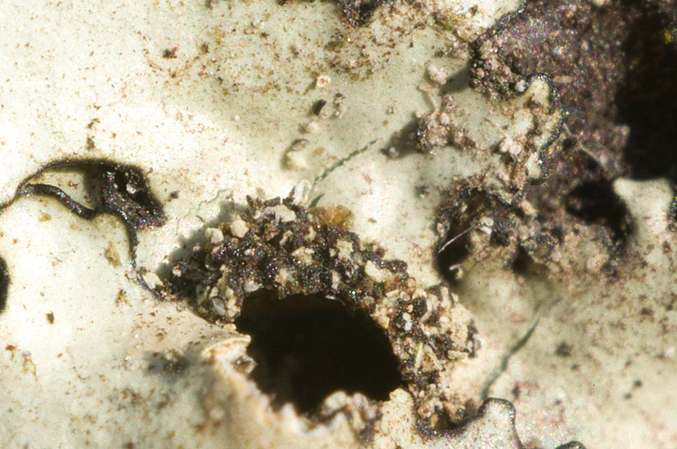 Lobaria sp?