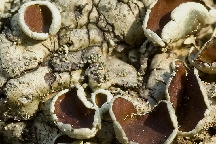 Lobaria sp?
