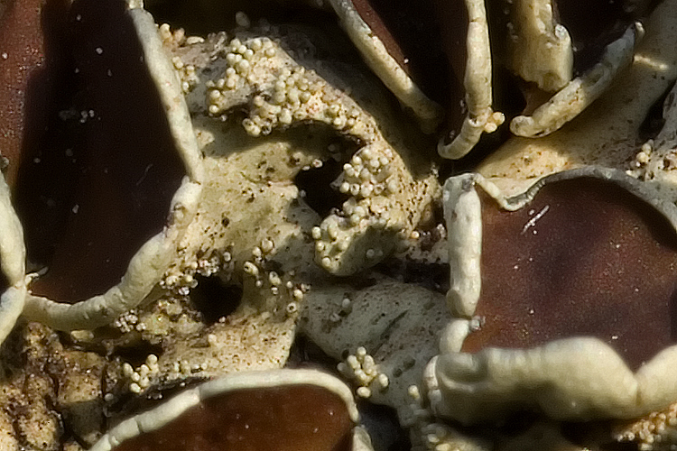 Lobaria sp?
