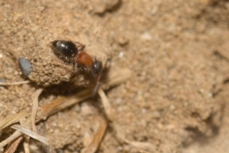 Mutillidae, che passione! + Scoliidae, Mgachilidae e altri