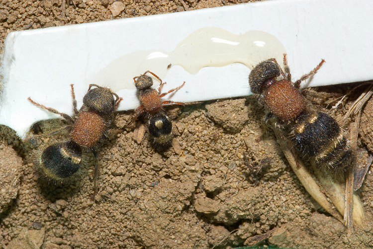 Mutillidae, che passione! + Scoliidae, Mgachilidae e altri