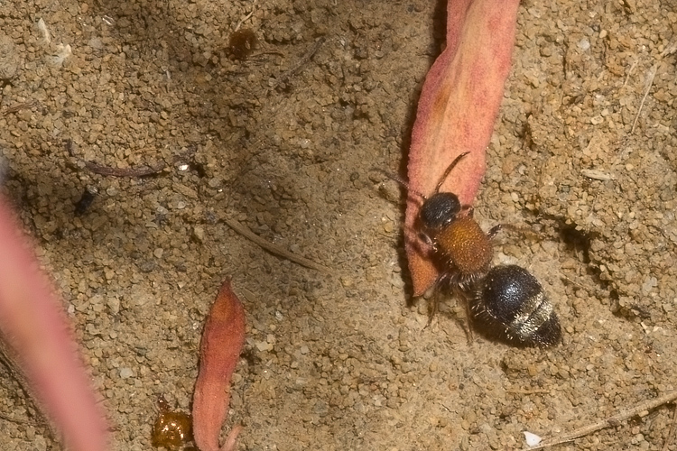 Mutillidae, che passione! + Scoliidae, Mgachilidae e altri