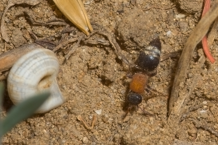 Mutillidae, che passione! + Scoliidae, Mgachilidae e altri