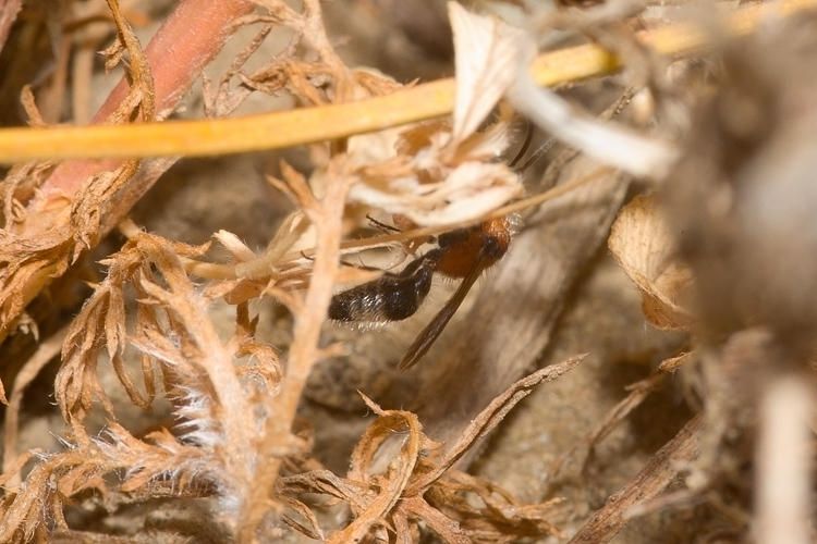 Mutillidae, che passione! + Scoliidae, Mgachilidae e altri