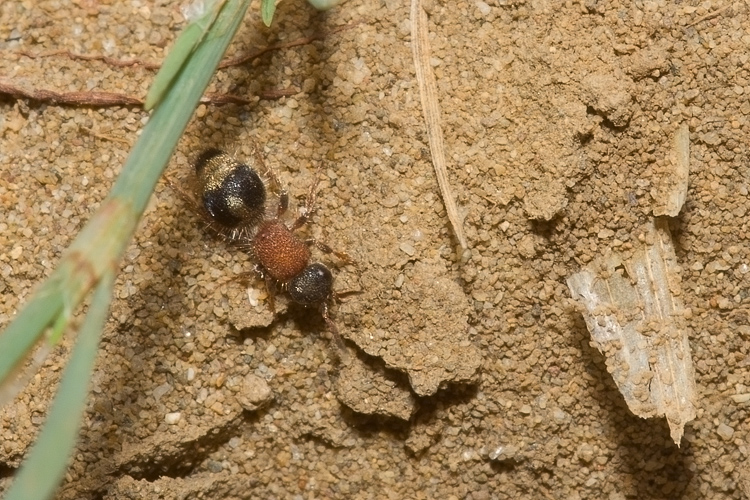 Mutillidae, che passione! + Scoliidae, Mgachilidae e altri