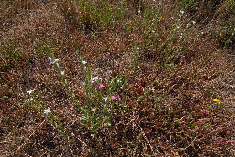 Centaurium spicatum / Centauro spigato