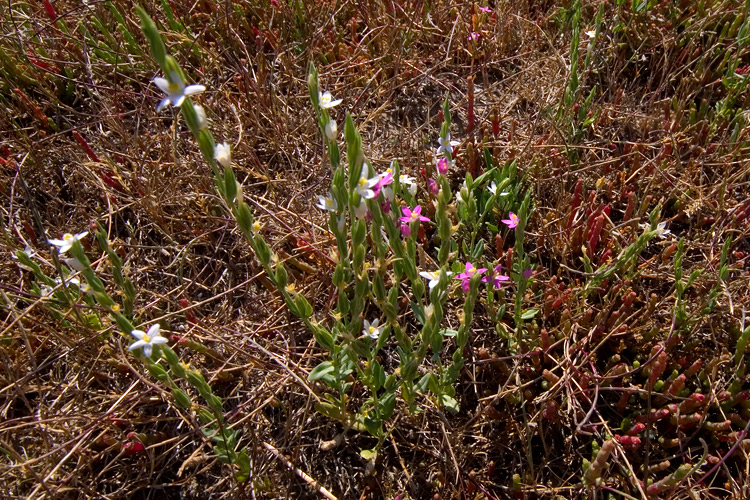 Centaurium spicatum / Centauro spigato