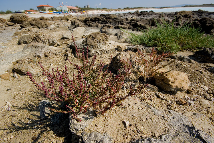 Le Spiagge Bianche a Rosignano Solvay