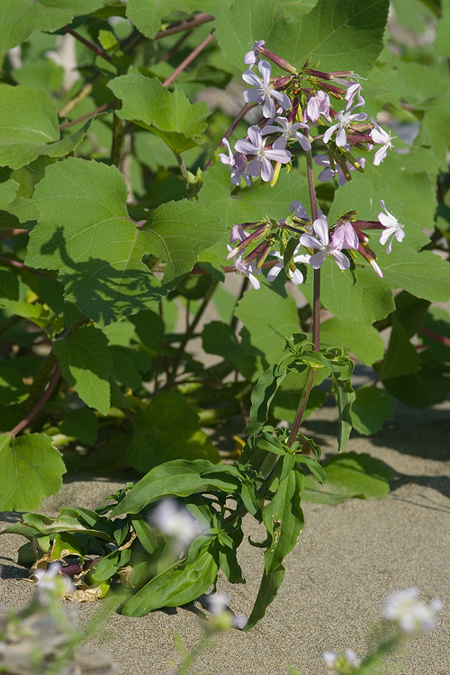 Principina - Saponaria officinalis